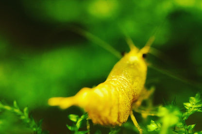 Caridina Green Lemon einzelne Garnele im Detail – deutsche Nachzucht von garnelen-pott.live Essen