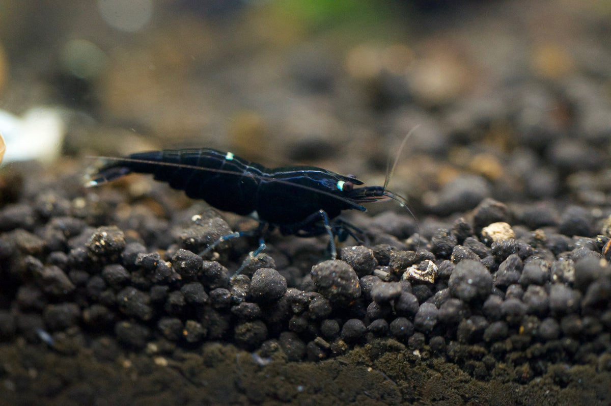 Caridina King Kong Taiwan Bee aus deutscher Nachzucht – garnelen-pott.live Essen