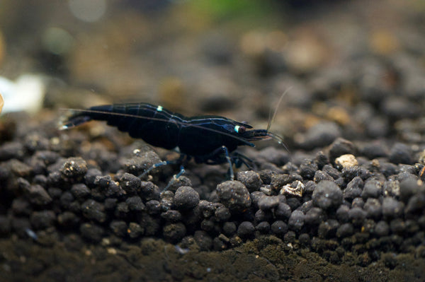Caridina King Kong Taiwan Bee aus deutscher Nachzucht – garnelen-pott.live Essen
