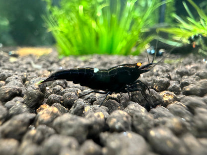 Caridina King Kong OE Garnele aus deutscher Nachzucht, Seitenansicht – garnelen-pott.live Essen