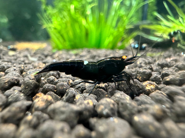 Caridina King Kong OE Garnele aus deutscher Nachzucht, Seitenansicht – garnelen-pott.live Essen