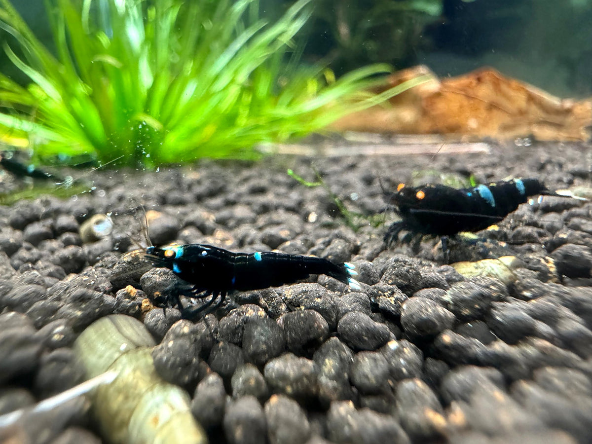 Caridina King Kong OE Garnelen aus deutscher Nachzucht auf Soil – garnelen-pott.live Essen