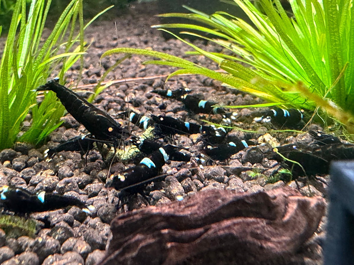 Gruppe Caridina King Kong OE Garnelen aus deutscher Nachzucht im Becken – garnelen-pott.live Essen