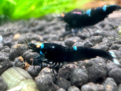 Caridina King Kong OE Garnele aus deutscher Nachzucht, Nahaufnahme – garnelen-pott.live Essen