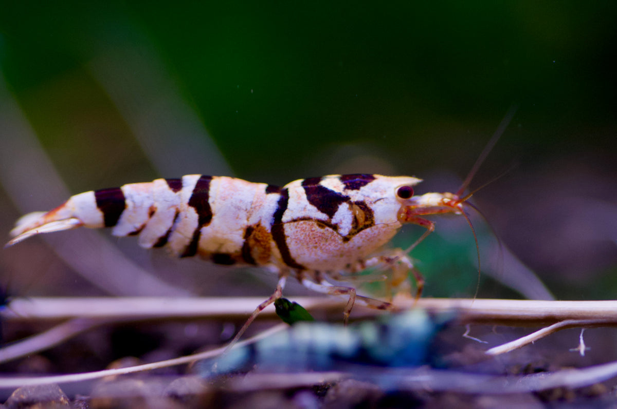 Caridina Nanashi Fancy Tiger aus deutscher Nachzucht – garnelen-pott.live Essen