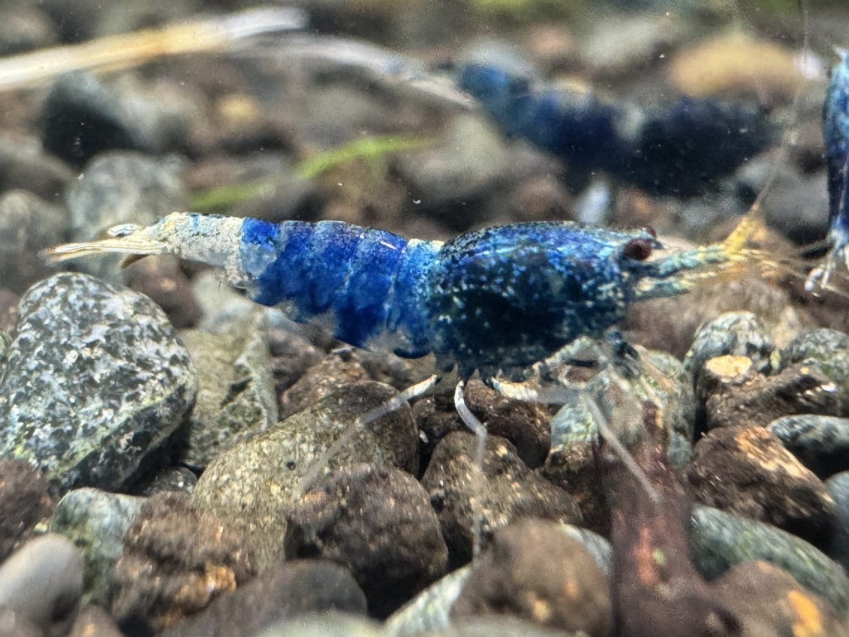 Caridina Ocean Blue aus deutscher Nachzucht – garnelen-pott.live Essen