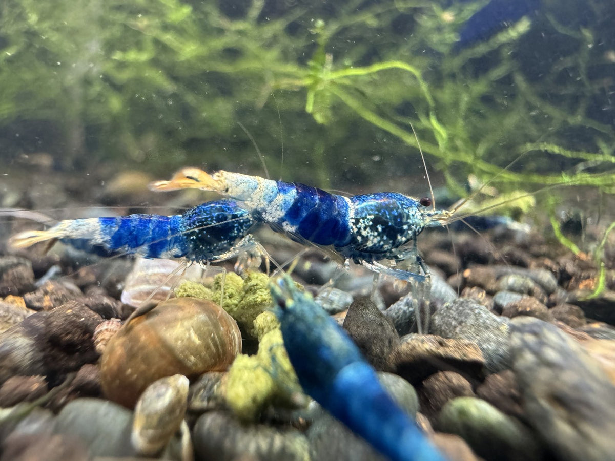 Caridina Ocean Blue aus deutscher Nachzucht – garnelen-pott.live Essen