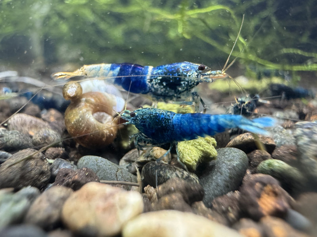 Caridina Ocean Blue aus deutscher Nachzucht – garnelen-pott.live Essen