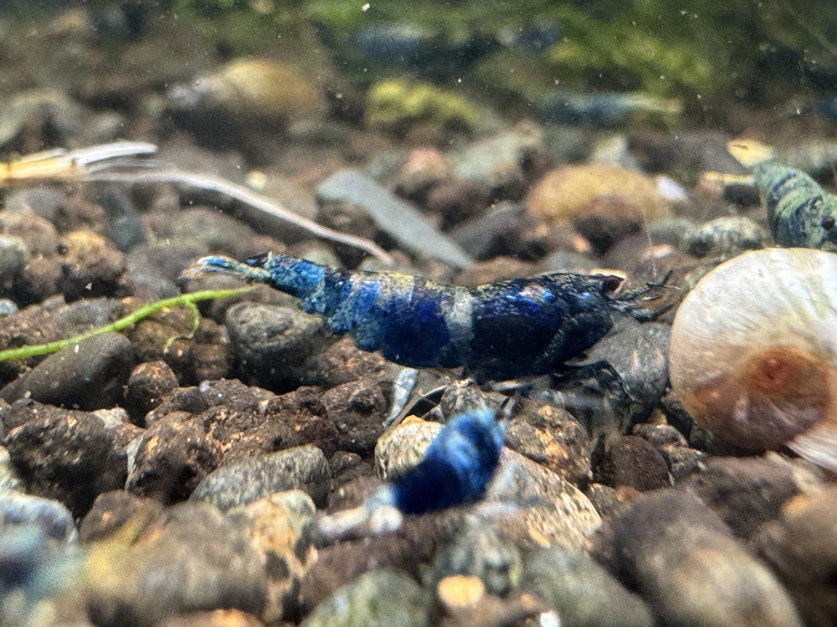 Caridina Ocean Blue aus deutscher Nachzucht – garnelen-pott.live Essen