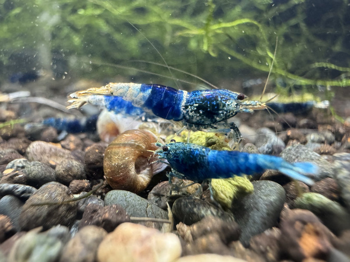 Caridina Ocean Blue aus deutscher Nachzucht – garnelen-pott.live Essen