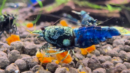 Caridina Ocean Blue aus deutscher Nachzucht – garnelen-pott.live Essen