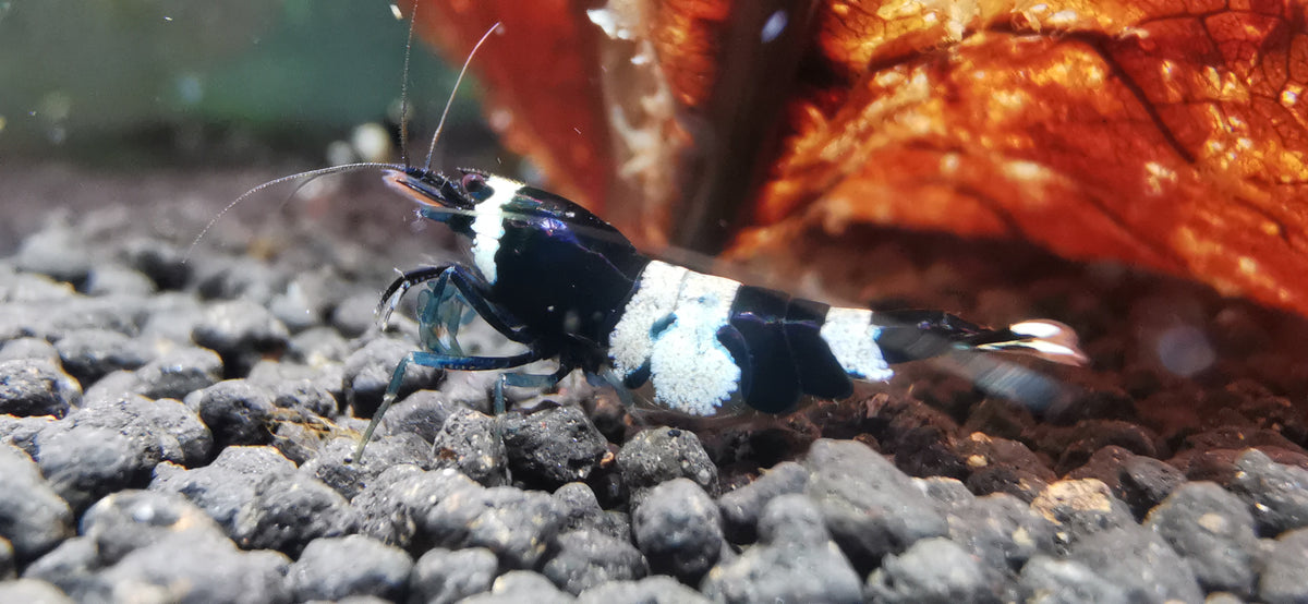 Caridina Panda Taiwan Bee aus deutscher Nachzucht – garnelen-pott.live Essen