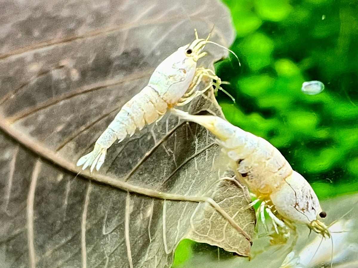 Caridina Pure White Line aus deutscher Nachzucht – garnelen-pott.live Essen