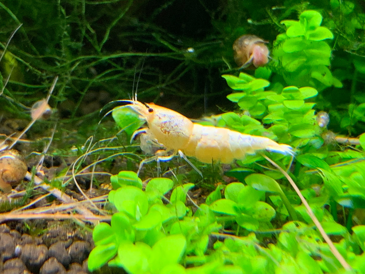 Caridina Pure White Line vor grünen Pflanzen – deutsche Nachzucht von garnelen-pott.live Essen