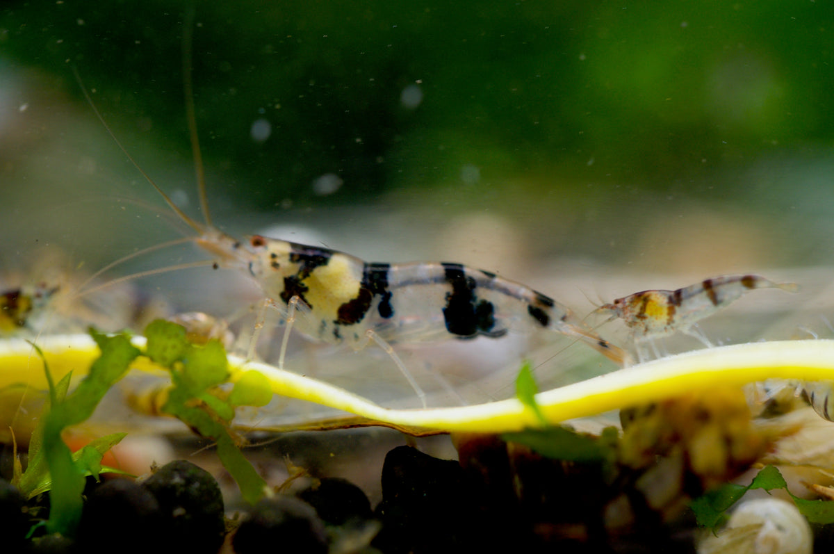 Caridina Raccoon Tiger aus deutscher Nachzucht – garnelen-pott.live Essen