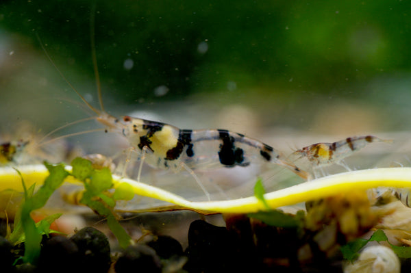 Caridina Raccoon Tiger aus deutscher Nachzucht – garnelen-pott.live Essen