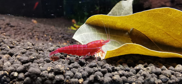 Caridina Red Devil OE aus deutscher Nachzucht – garnelen-pott.live Essen