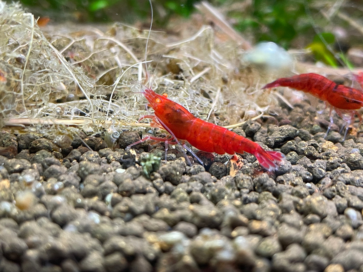 Caridina Red Devil OE zwei Tiere auf Kies – deutsche Nachzucht von garnelen-pott.live Essen