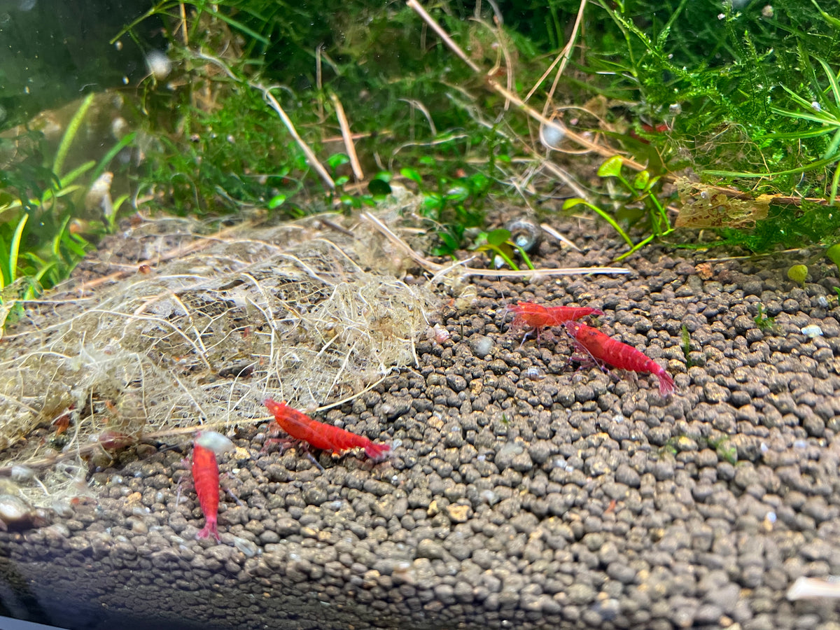 Caridina Red Devil OE Gruppe im bepflanzten Becken – deutsche Nachzucht von garnelen-pott.live Essen
