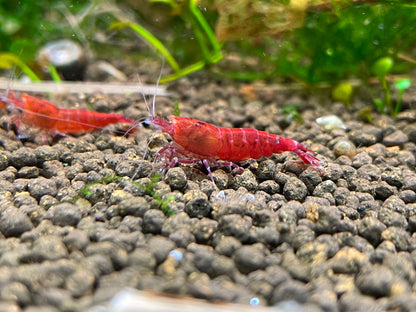 Caridina Red Devil OE Einzeltier auf Kies – deutsche Nachzucht von garnelen-pott.live Essen