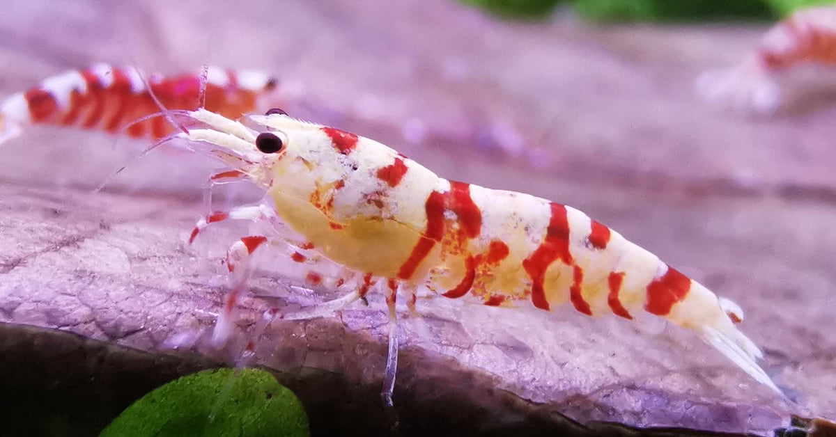 Caridina Red Fancy Tiger aus deutscher Nachzucht – garnelen-pott.live Essen