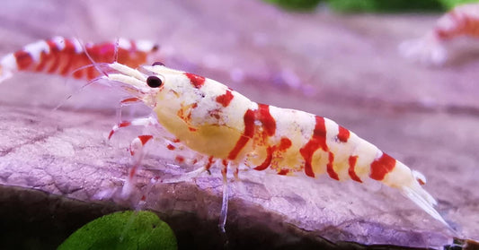 Caridina Red Fancy Tiger aus deutscher Nachzucht – garnelen-pott.live Essen