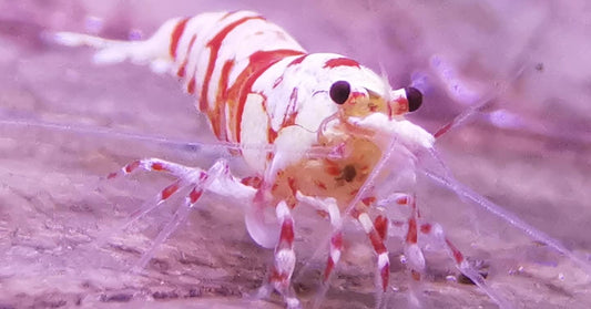 Caridina Red Fancy Tiger Nahaufnahme im Aquarium – deutsche Nachzucht von garnelen-pott.live Essen