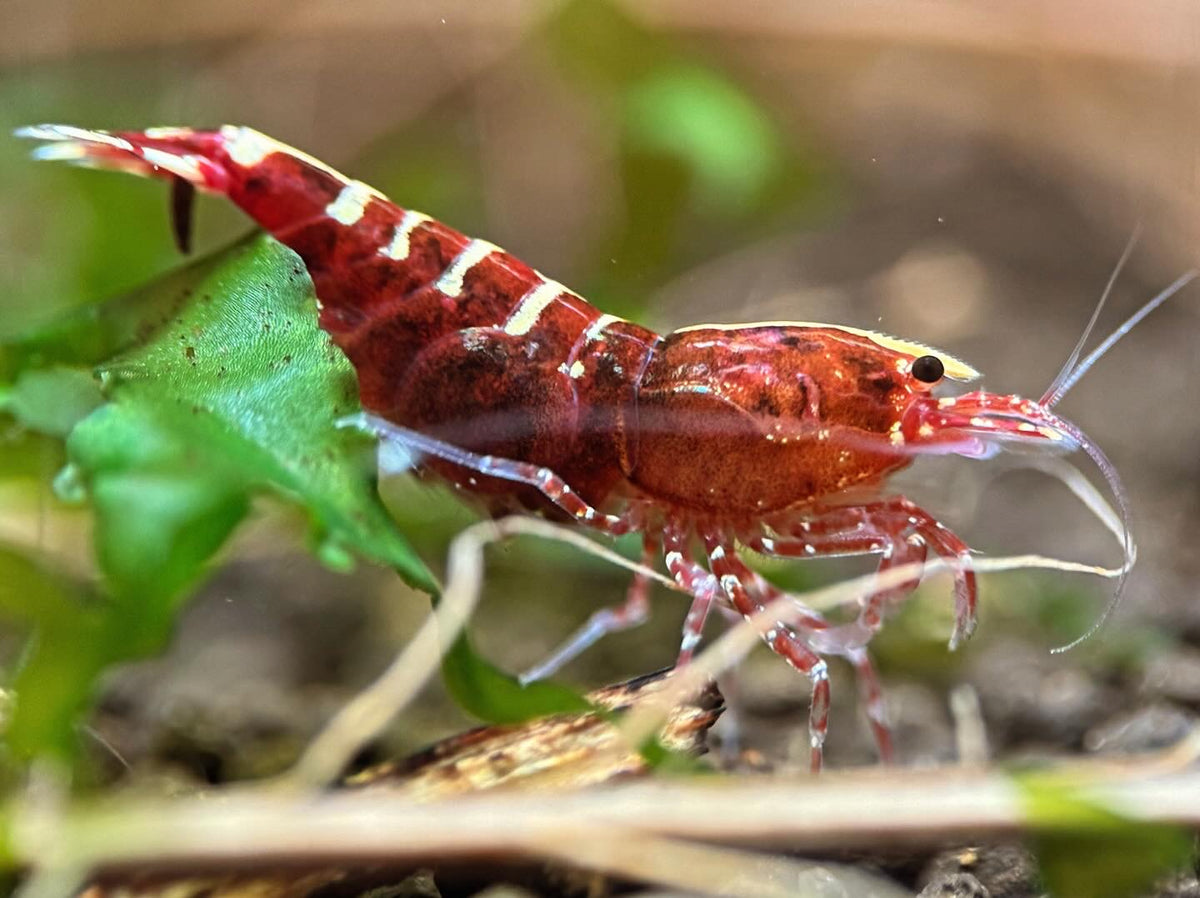Caridina Red Galaxy Pinto aus deutscher Nachzucht – garnelen-pott.live Essen