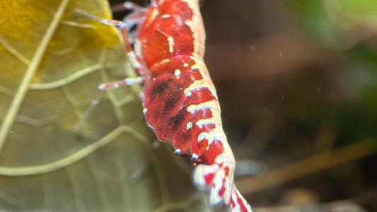 Caridina Red Galaxy Pinto Nahaufnahme von oben – deutsche Nachzucht von garnelen-pott.live Essen