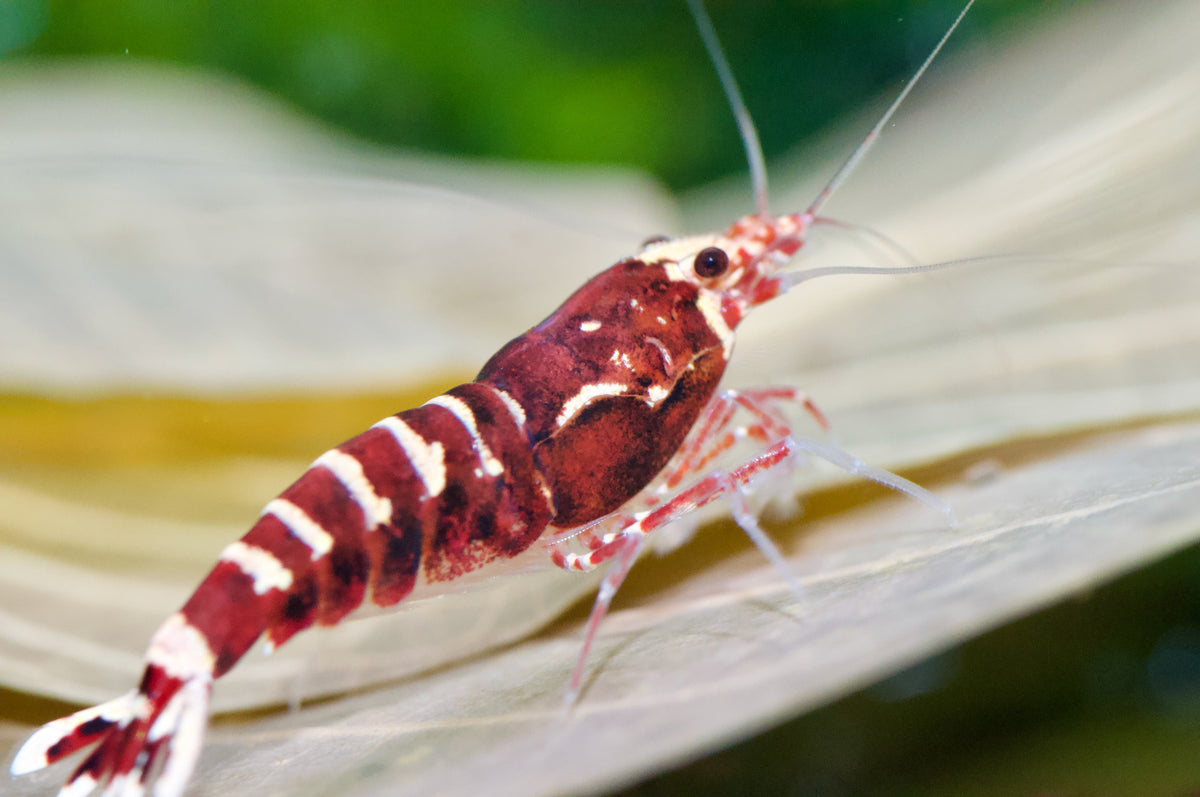 Caridina Red Galaxy Pinto auf einem Laubblatt – deutsche Nachzucht von garnelen-pott.live Essen