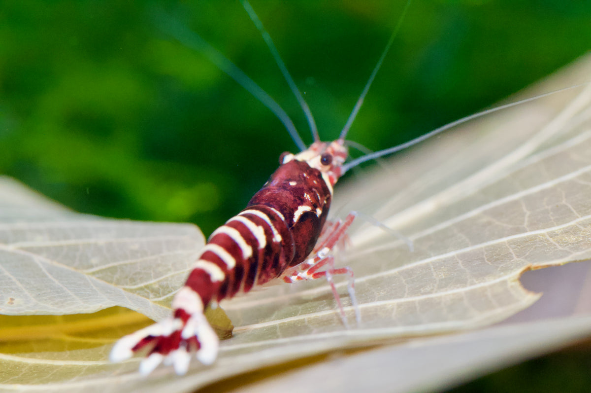 Caridina Red Galaxy Pinto Seitenansicht mit Rückenstrich – deutsche Nachzucht von garnelen-pott.live Essen