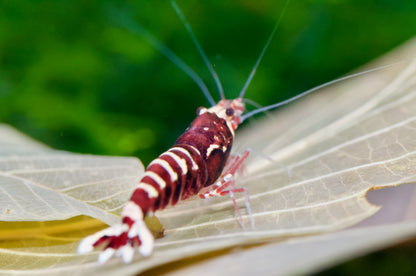 Caridina Red Galaxy Pinto Seitenansicht mit Rückenstrich – deutsche Nachzucht von garnelen-pott.live Essen