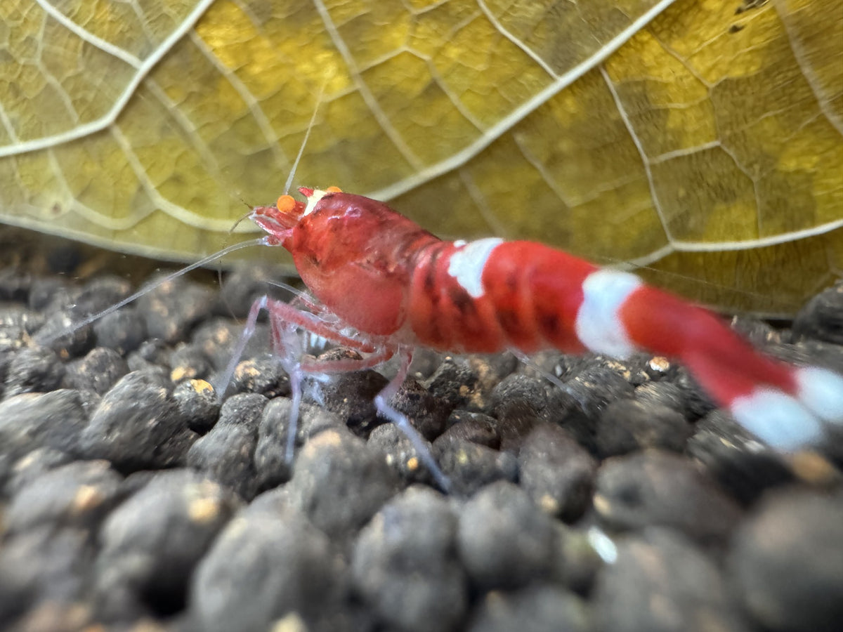 Caridina Red Ruby OE aus deutscher Nachzucht – garnelen-pott.live Essen“