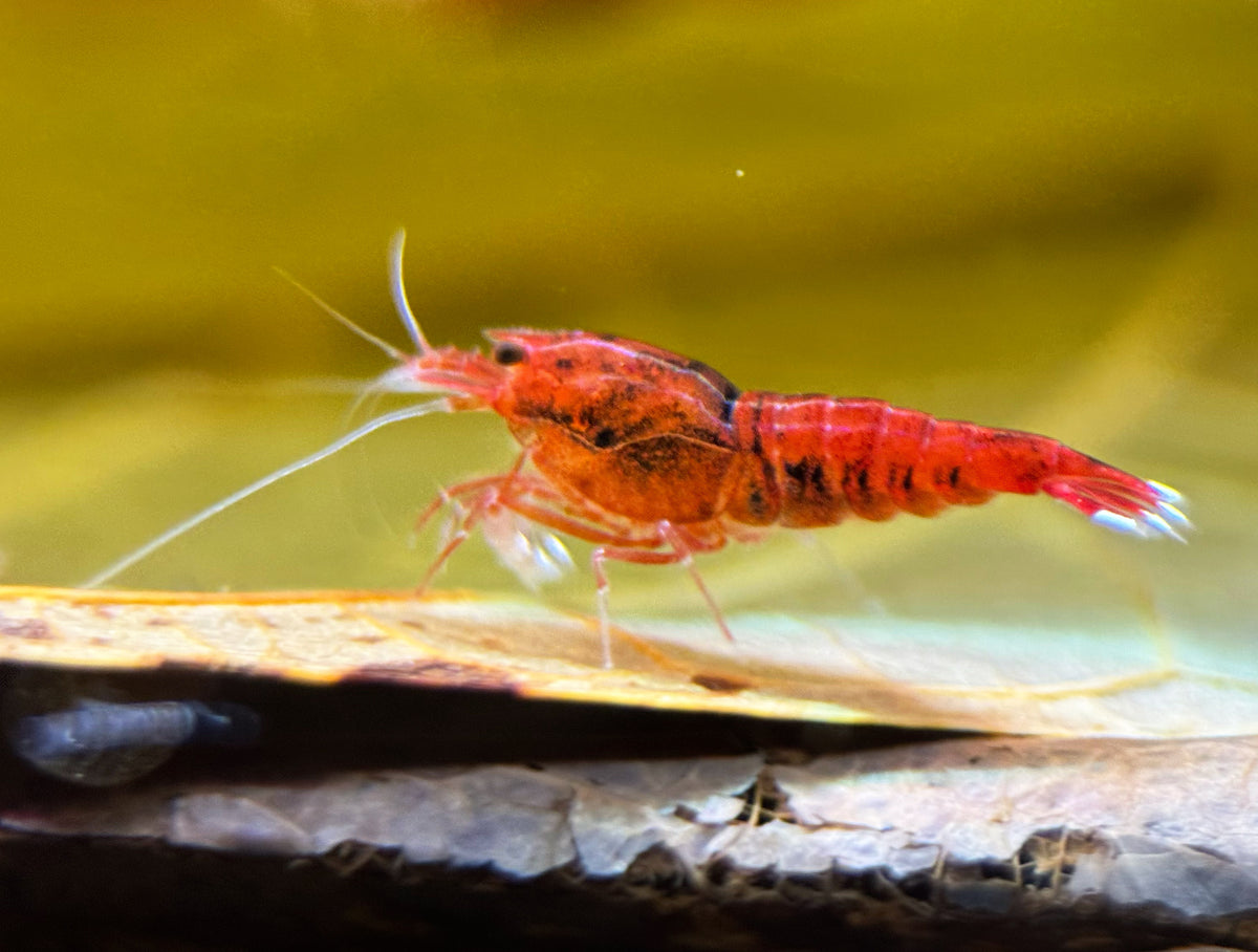 Caridina Red Ruby Taiwan Bee aus deutscher Nachzucht – garnelen-pott.live Essen