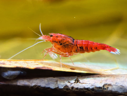 Caridina Red Ruby Taiwan Bee aus deutscher Nachzucht – garnelen-pott.live Essen