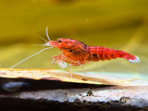 Caridina Red Ruby Taiwan Bee aus deutscher Nachzucht – garnelen-pott.live Essen