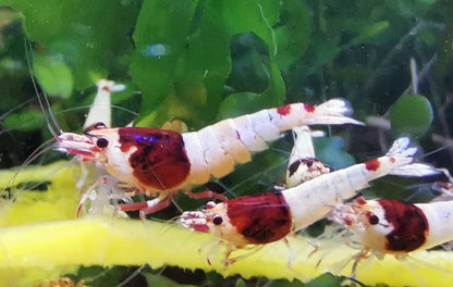 Caridina Red Shadow Mosura aus deutscher Nachzucht – garnelen-pott.live Essen