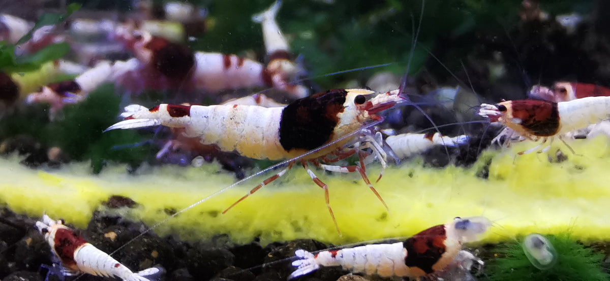 Caridina Red Shadow Mosura Gruppe beim Fressen – deutsche Nachzucht von garnelen-pott.live Essen