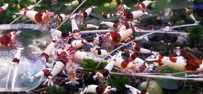 Caridina Red Shadow Mosura große Gruppe an der Futterschale – deutsche Nachzucht von garnelen-pott.live Essen