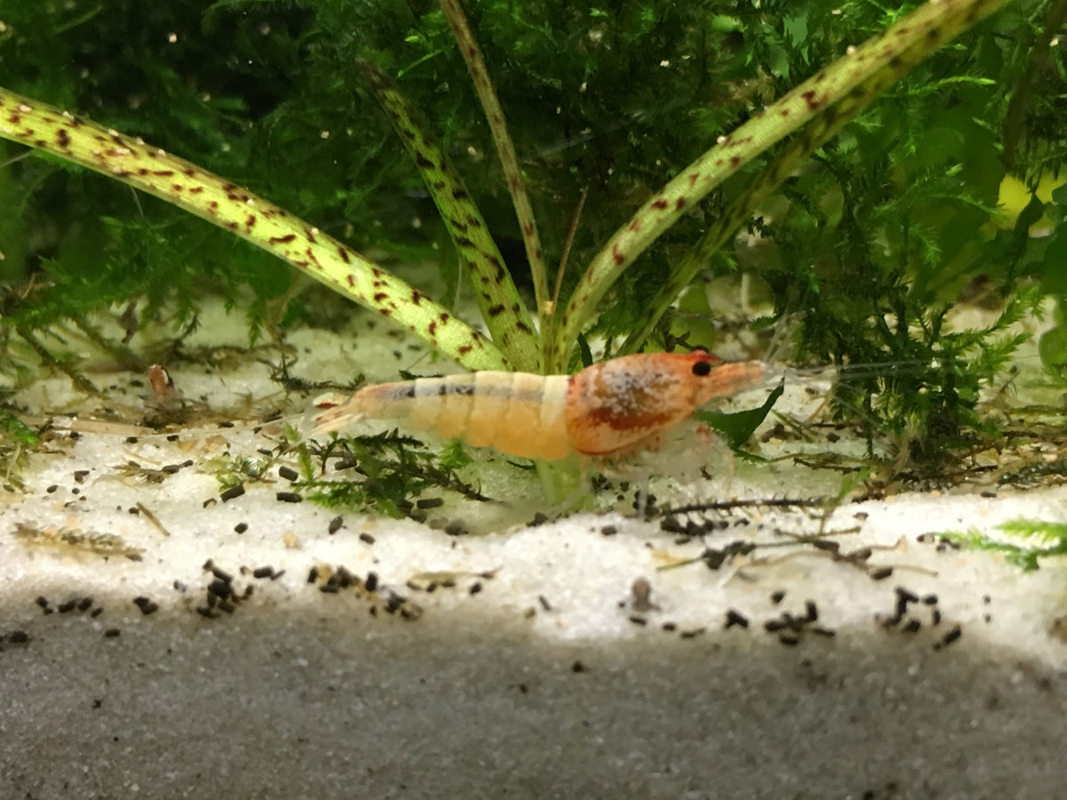 Caridina Red Steel aus deutscher Nachzucht – garnelen-pott.live Essen