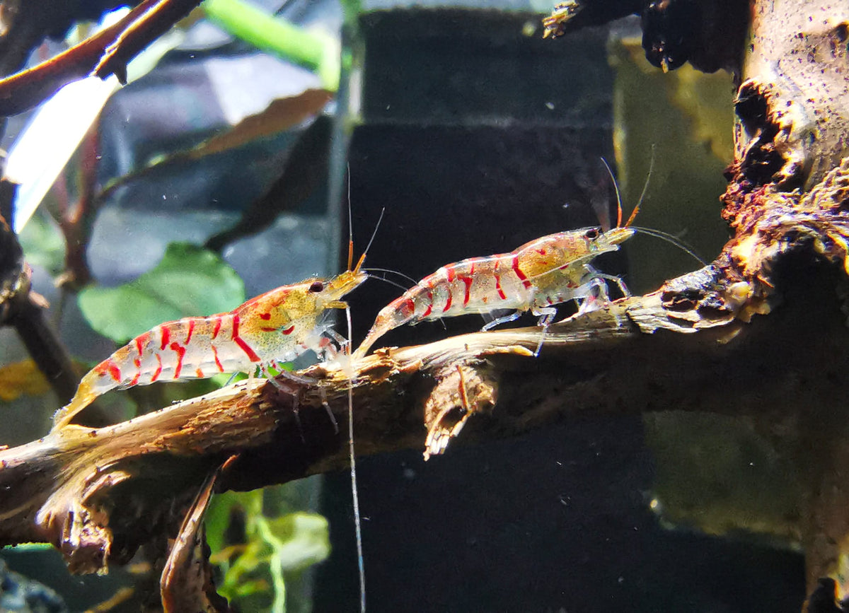 Caridina Red Tiger aus deutscher Nachzucht – garnelen-pott.live Essen