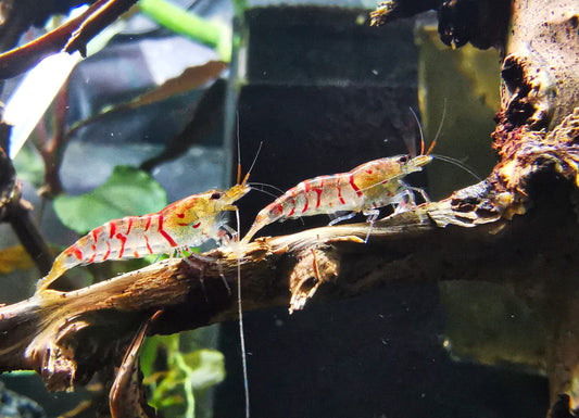 Caridina Red Tiger aus deutscher Nachzucht – garnelen-pott.live Essen