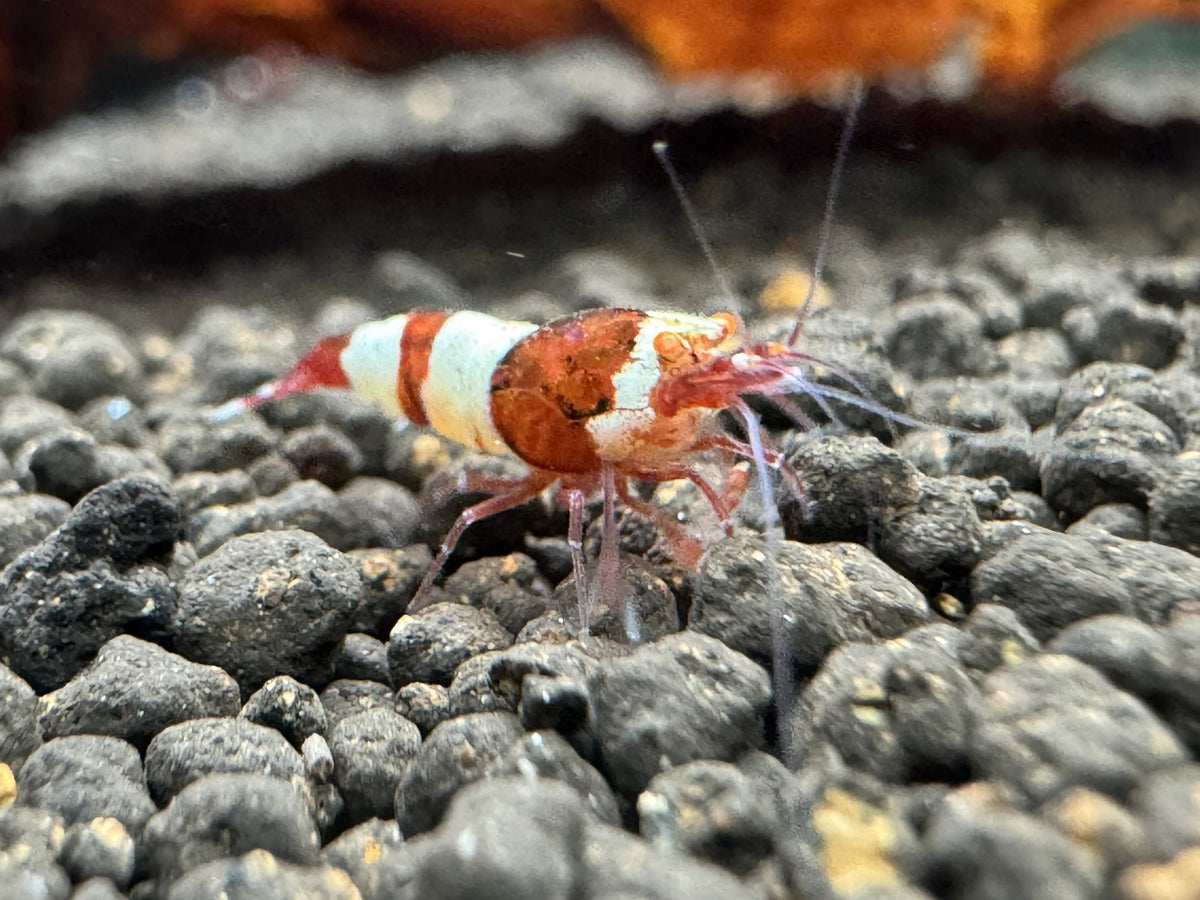 Caridina Red Wine OE Garnele aus deutscher Nachzucht – garnelen-pott.live Essen