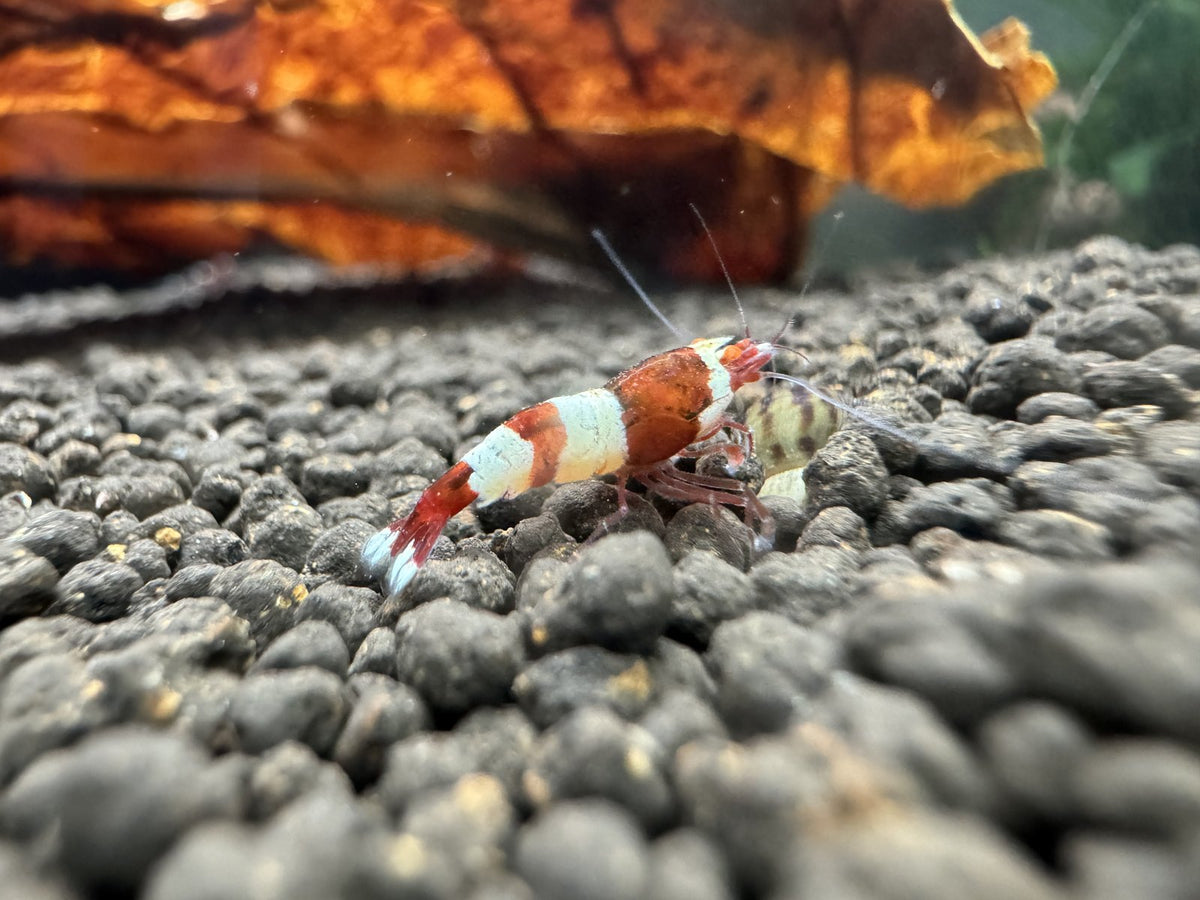 Caridina Red Wine OE Garnele mit orangefarbenen Augen, Seitenansicht – garnelen-pott.live Essen