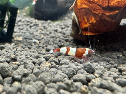 Caridina Red Wine OE Garnele auf Soil vor Laub – garnelen-pott.live Essen