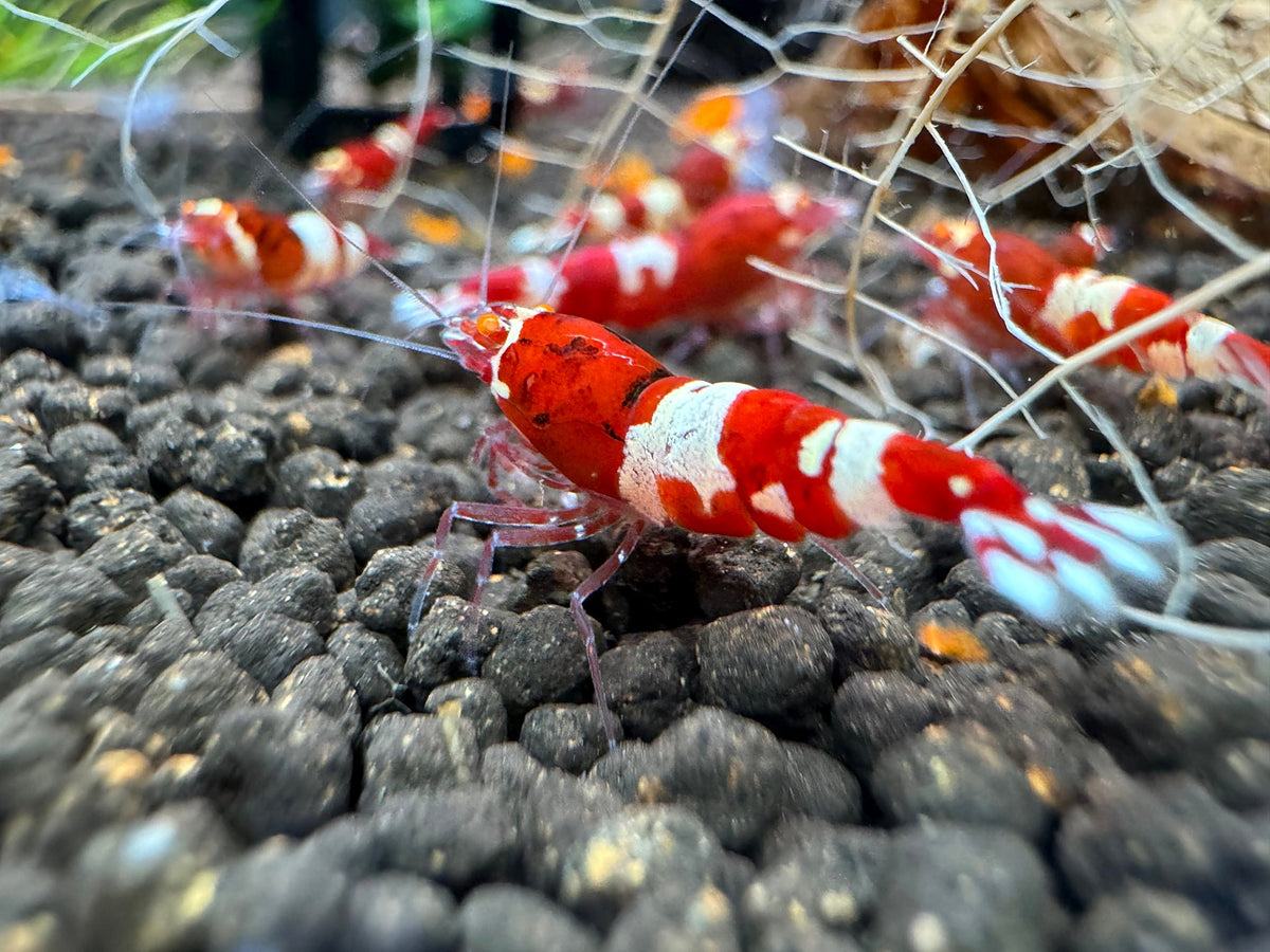 Caridina Red Wine OE Garnele Mid Grade aus deutscher Nachzucht, Zeichnung mit leichten Abweichungen – garnelen-pott.live Essen