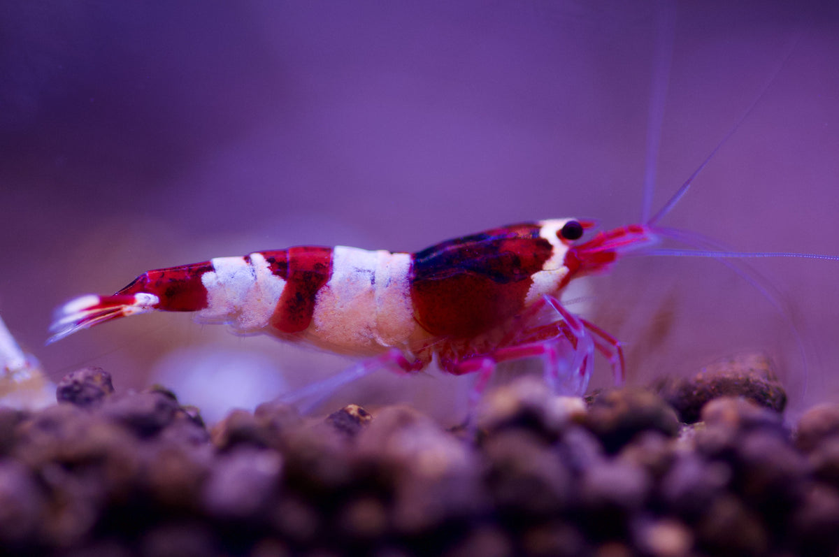 Caridina Red Wine Taiwan Bee aus deutscher Nachzucht – garnelen-pott.live Essen