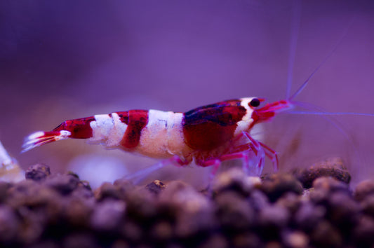 Caridina Red Wine Taiwan Bee aus deutscher Nachzucht – garnelen-pott.live Essen