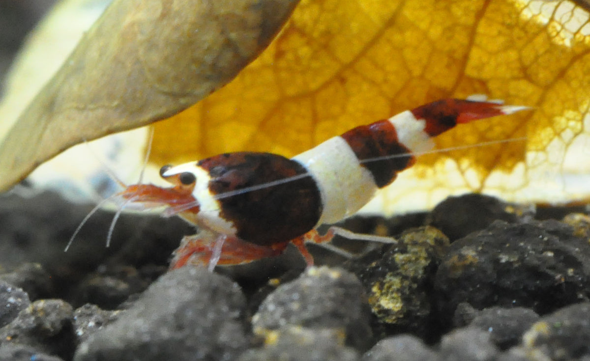 Caridina Red Wine Taiwan Bee unter einem Laubblatt – deutsche Nachzucht von garnelen-pott.live Essen