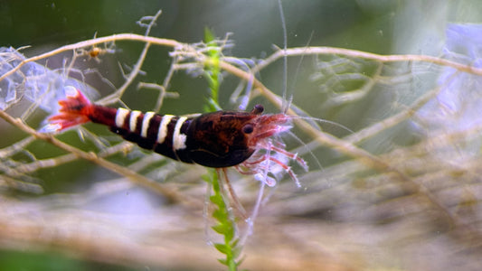 Caridina Rote Pinto aus deutscher Nachzucht – garnelen-pott.live Essen